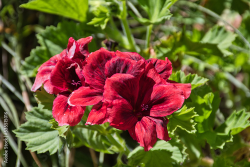 Pelargonium zonale is a species of Pelargonium native to southern Africa in the western regions of the Cape provinces