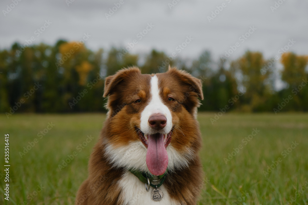 Australian Shepherd red tricolor sits in green field in autumn against yellow trees and gray overcast sky. Pet stuck out its tongue on walk in fall, no people. Beautiful thoroughbred dog close up.