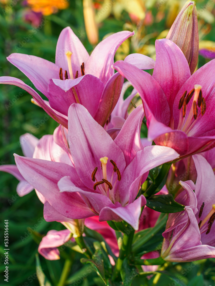 Pink lilies close-up in the garden. High quality vertical photo. Beautiful flowers.