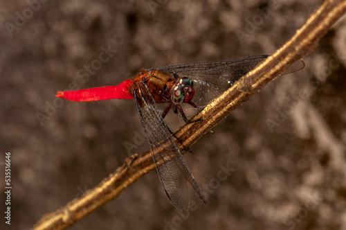 Orthetrum testaceum, Crimson Dropwing or Orange Skimmer sits on a branch, Kharkiv, Ukraine photo