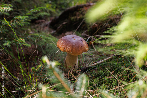 Pilze sammeln Wald steinpilz frisch