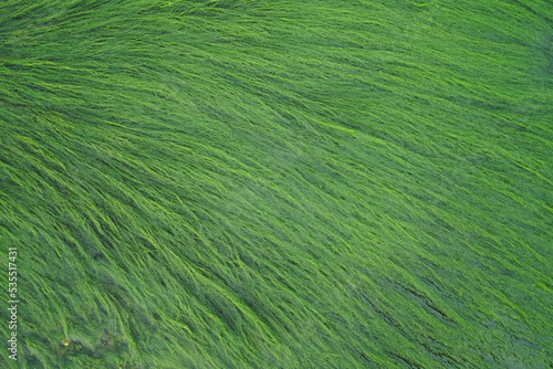 Abstract photo of luscious green algae on the water surface. Greenery thickets close-up. Aquatic plant texture. Beauty in nature concept. Wallpaper, poster. Juicy verdant background.