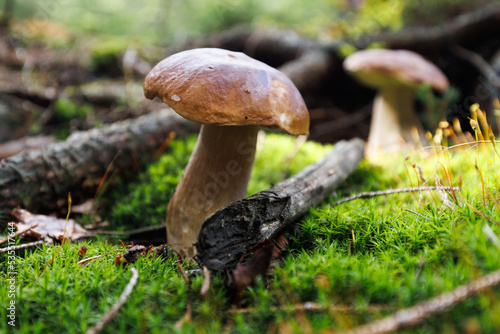 Pilze sammeln Wald steinpilz frisch