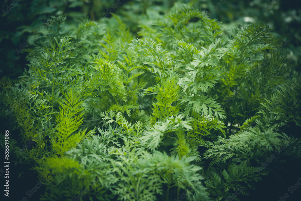 Fototapeta premium Background with green carrot leaves.