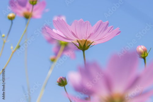 コスモスの花 © 大地 中島