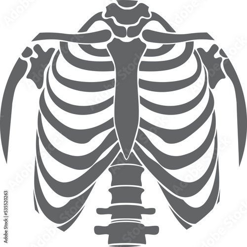 Rib cage icon. Human anatomy. Skeleton bones