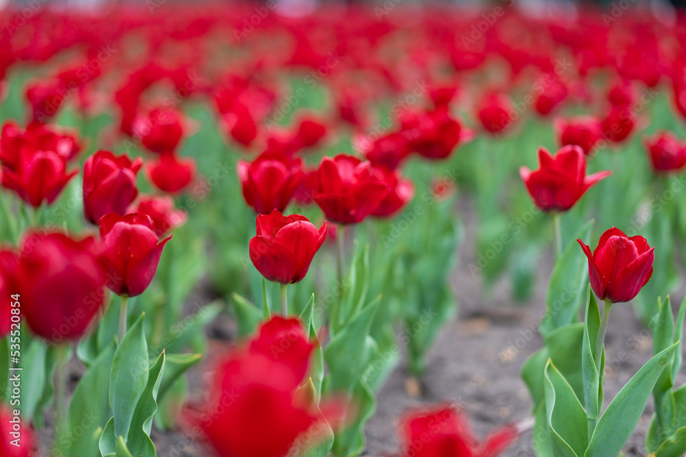 Red tulip flowers background outdoor Red tulip flowers background outdoor