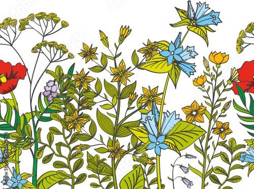 Growing herbs. Meadow plants color botanical border