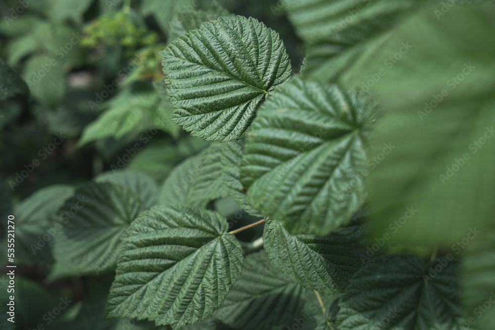 Raspberry bush. Leaves close-up. Raspberry bush. Leaves close-up.