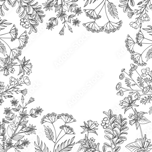 Botanical frame. Herbal border. Plants black drawing