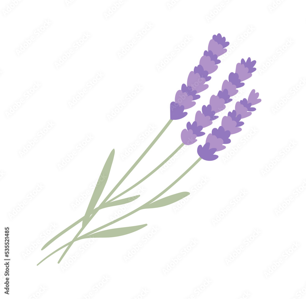 Obraz premium Lavender flowers element on white background. Flat vector illustration