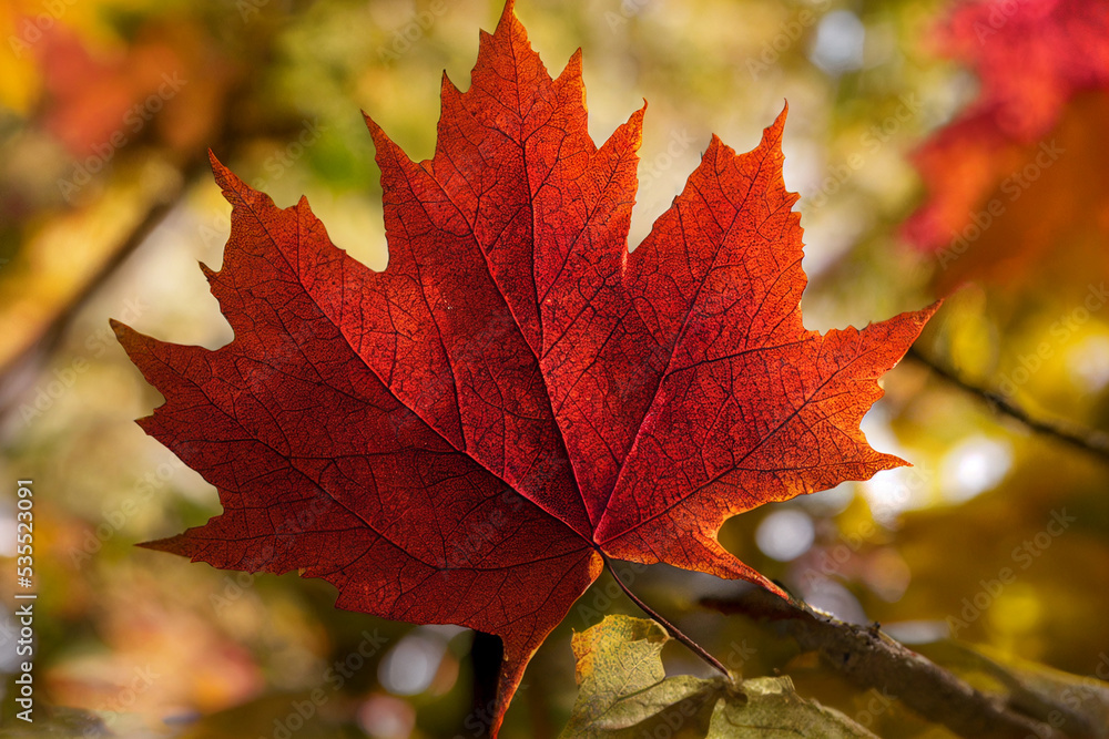 Colorful maple leaves background