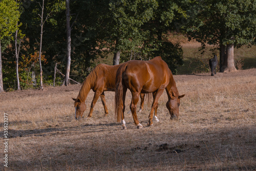 Marburg, Pferde auf trockener Weide Marbach © Winfried