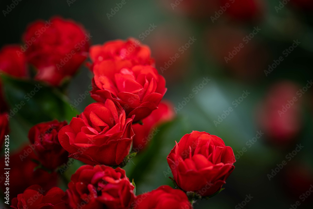 Incredibly beautiful delicate roses. Concept: love, date romance Incredibly beautiful delicate roses. Concept: love, date romance