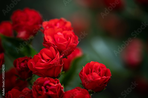 Incredibly beautiful delicate roses. Concept: love, date romance