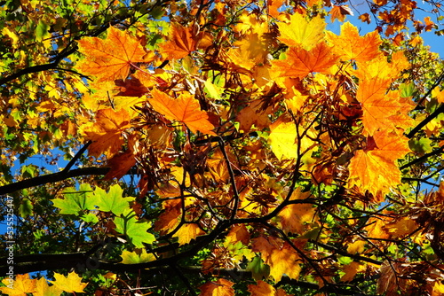 Maple orange green yellow colourful leaves pattern lit by the sun
