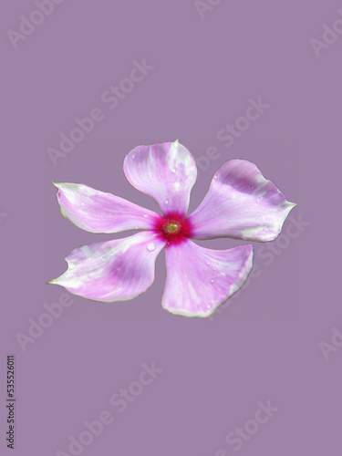 A pink flower on the purple background.