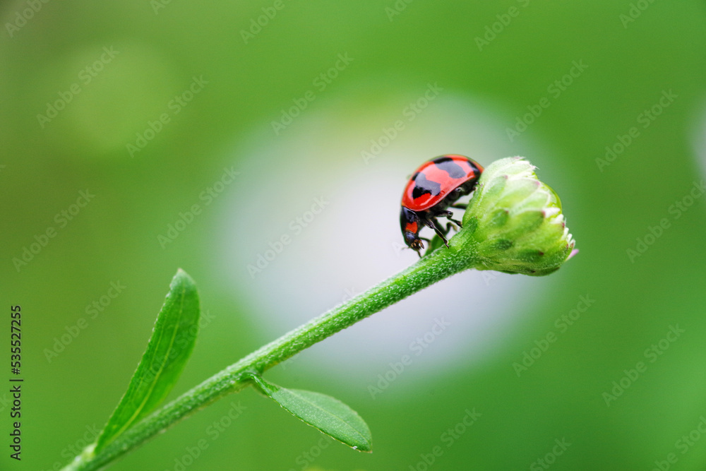 A ladybug on the green bud flower A ladybug on the green bud flower
