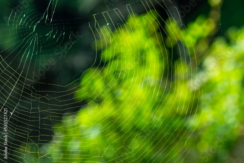 森の中の蜘蛛の巣