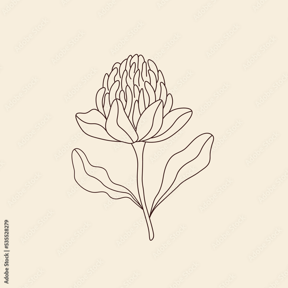 Line art waratah illustration. Australian native flower Stock Vector