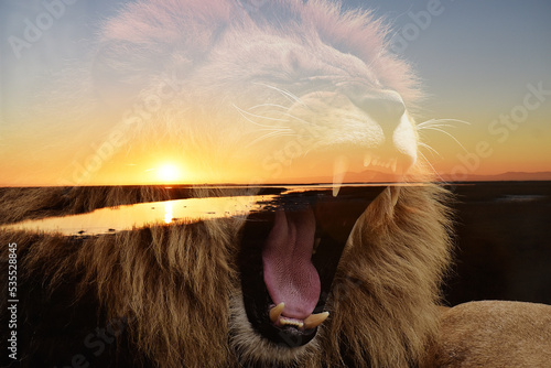 Beautiful Sunrise With Silhouette Lion Roaring   photo