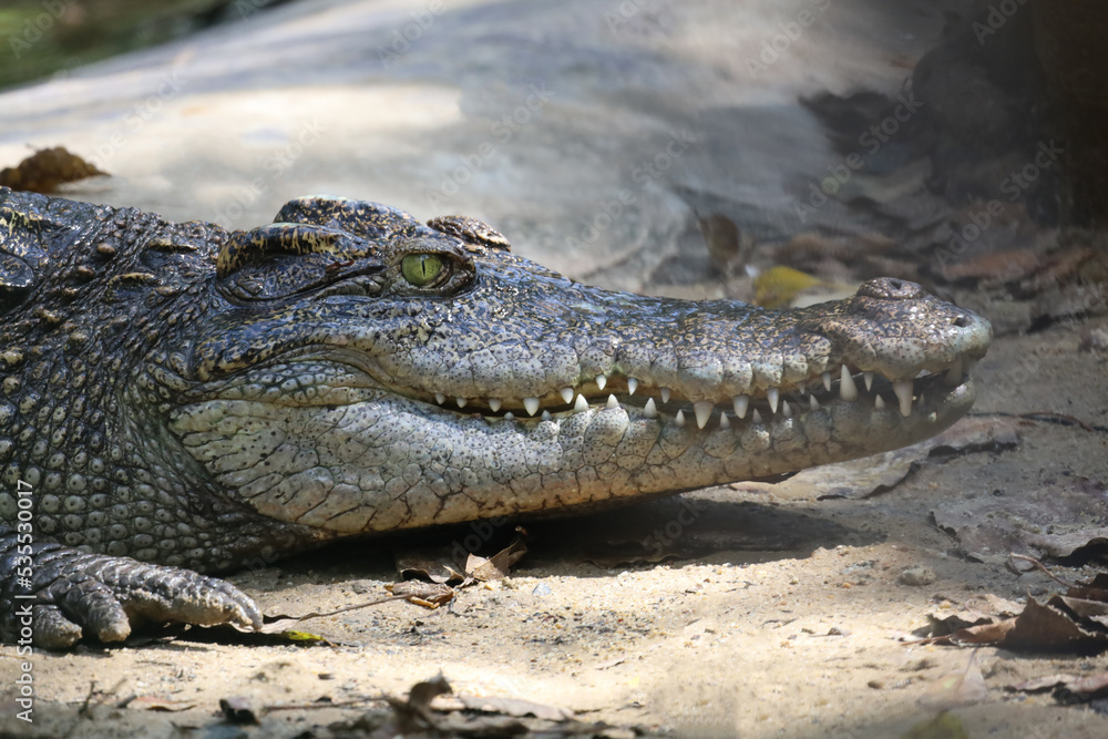 Close up crocodile is action show head in garden Close up crocodile is action show head in garden