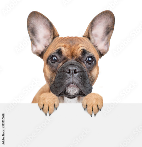 French Bulldog puppy looks above empty white banner. Isolated on white background