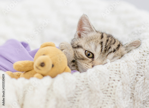 Cute tiny kitten wrapped like a baby, lying on a bed with favorite toy bear © Ermolaev Alexandr