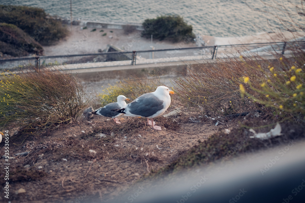 Obraz premium 3 seagulls sleeping on the mountain while a strong cold wind blows