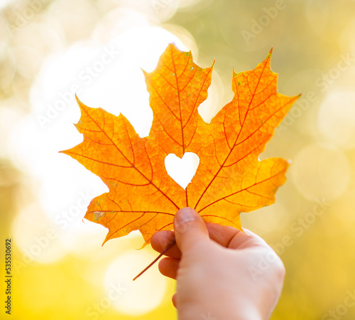 Woman holds dry golden autumn leaf with hole heart shape. Ray of the sun breaks through a heart cut out in a leaf. Yellow Autumn leaf of sunset sunlight with a cut out heart. Autumn season