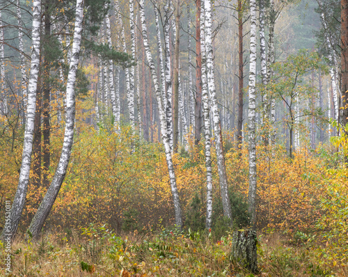 autumn forest in the morning