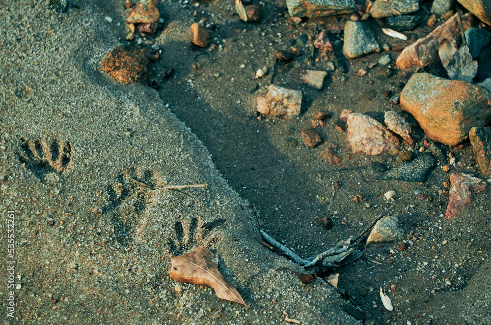 Animal Foot Prints Near a Dry Creek Bed With Stones Animal Foot Prints Near a Dry Creek Bed With Stones