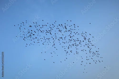 Obraz ptaki na niebie