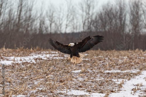 American Bald Eagle in Flight