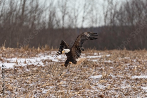 American Bald Eagle landing