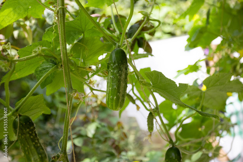 Ripe cucumbers grown in a greenhouse. A green fruit hanging on a branch. Cucumber on the background of green foliage. Vegetables for salads and cooking. Harvesting cucumbers in a greenhouse.