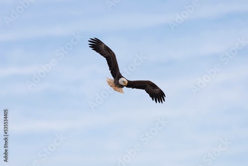 bald eagle in flight