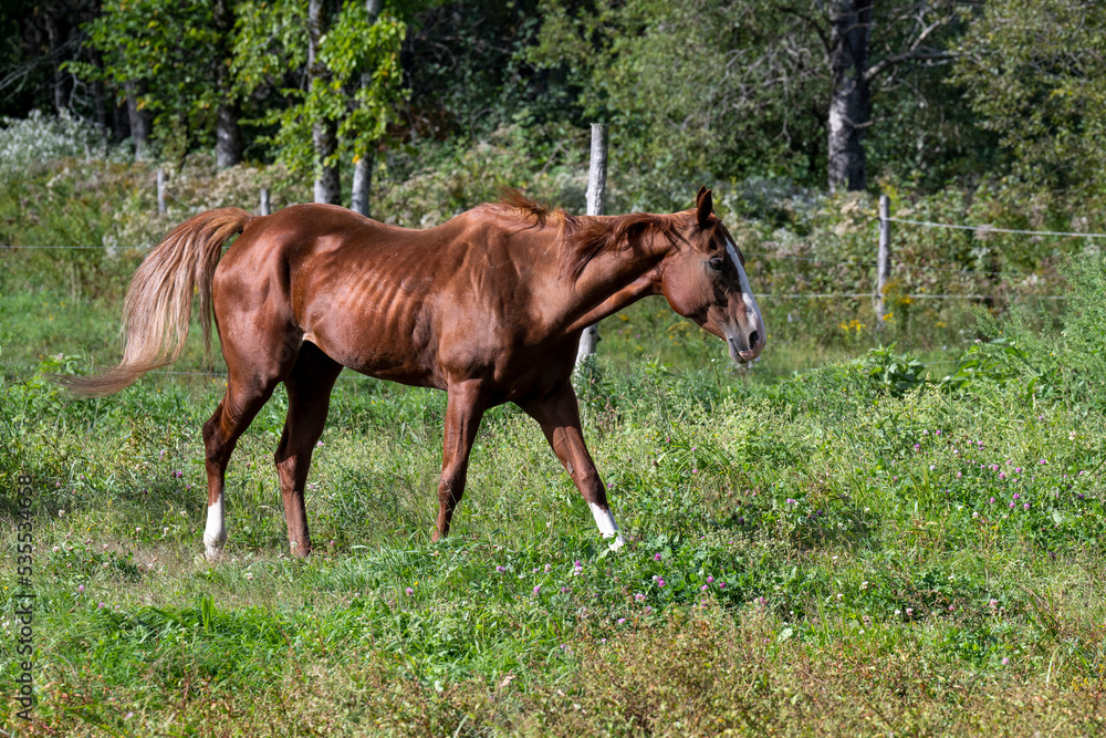 A beautiful brown horse walking in a field A beautiful brown horse walking in a field