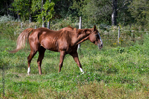 A beautiful brown horse walking in a field