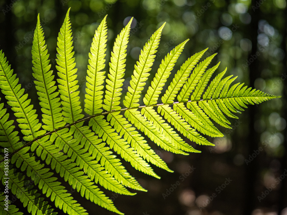 fern leaves in forest in sunshine. fern leaves in forest in sunshine.