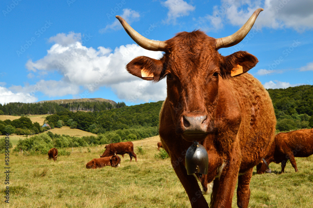 Salers cow breed in the mountain pasture Salers cow breed in the mountain pasture
