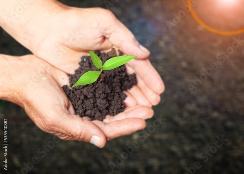 Hand of person planting a green plant