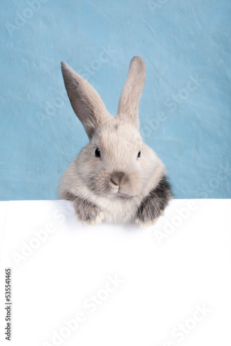 Cute little white rabbit. The rabbit is a symbol of the Easter holiday. Beautiful pet, animal care