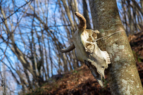 cow skull on tree in the wood matese park