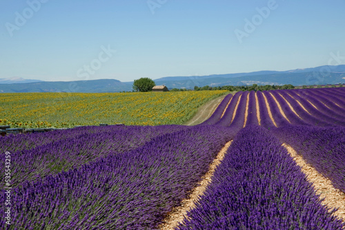 Lavendelfeld  Lavandula angustifolia   Valensole  D  partement Alpes-de-Haute-Provence  Provence-Alpes-C  te d Azur  Frankreich  Europa