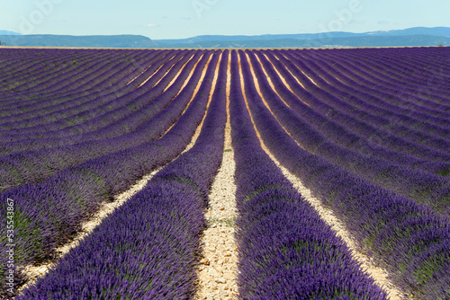 Lavendelfeld (Lavandula angustifolia), Valensole, Département Alpes-de-Haute-Provence, Provence-Alpes-Côte d'Azur, Frankreich, Europa