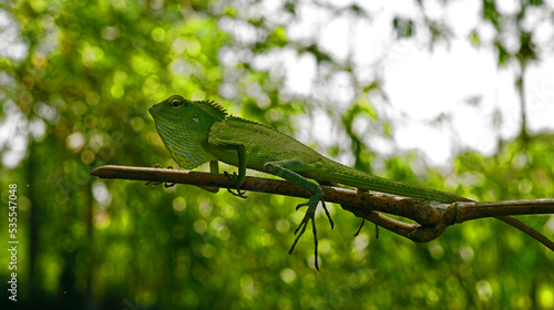 Bronchocela jubata on a wooden trunk photo