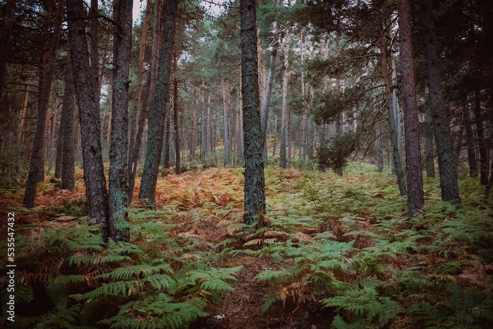 Obraz premium forest in autumn