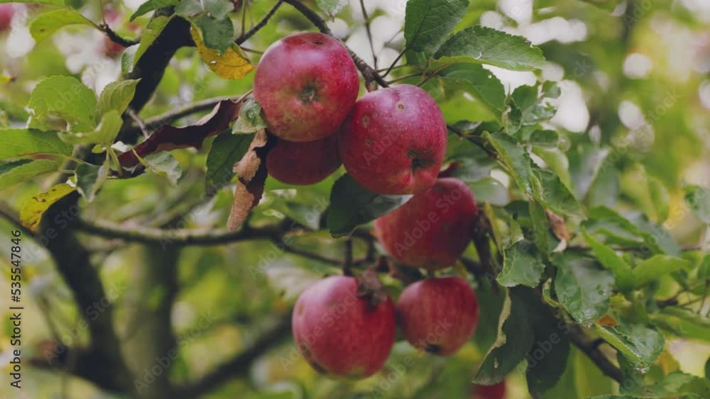 red apples on apple tree branches close-up red apples on apple tree branches close-up