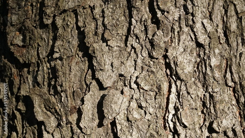 texture of old dry tree bark © Alexander Volokha